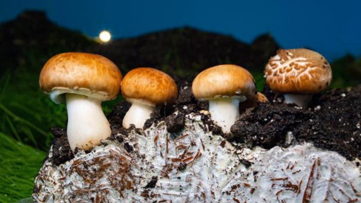 medicinal mushrooms Australia